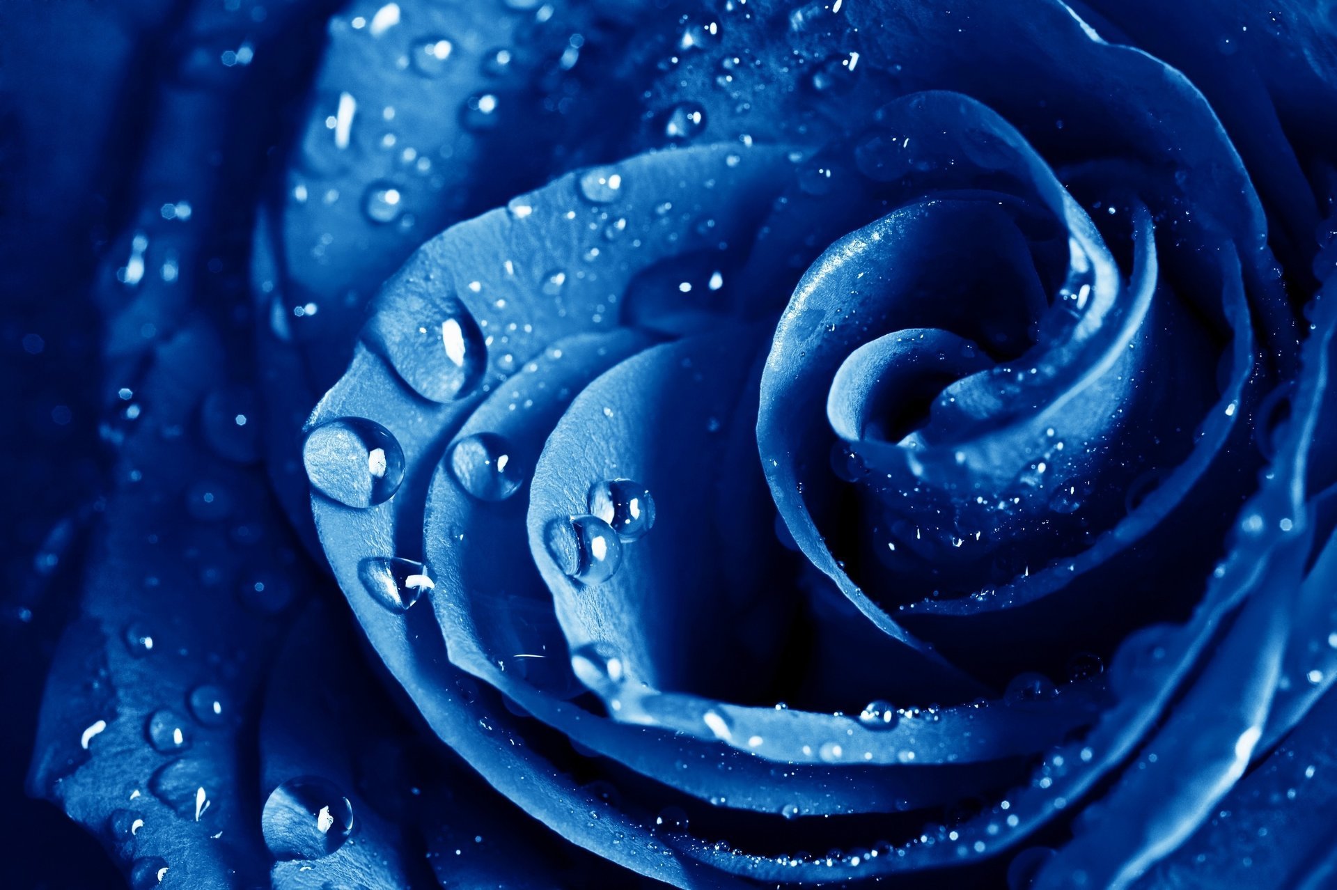 the blue rose flowers macro rose blue flower blue rose drops dew rain