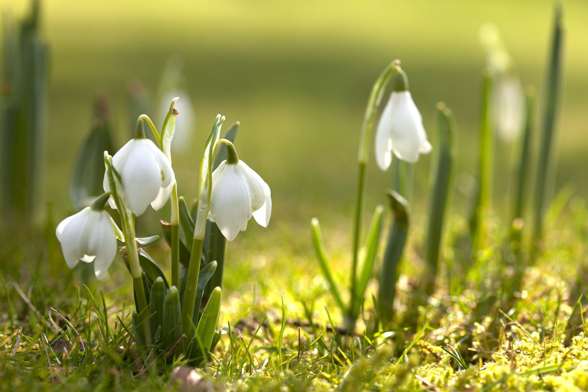 nowdrops flowers primrose nature spring flowering greenery spring