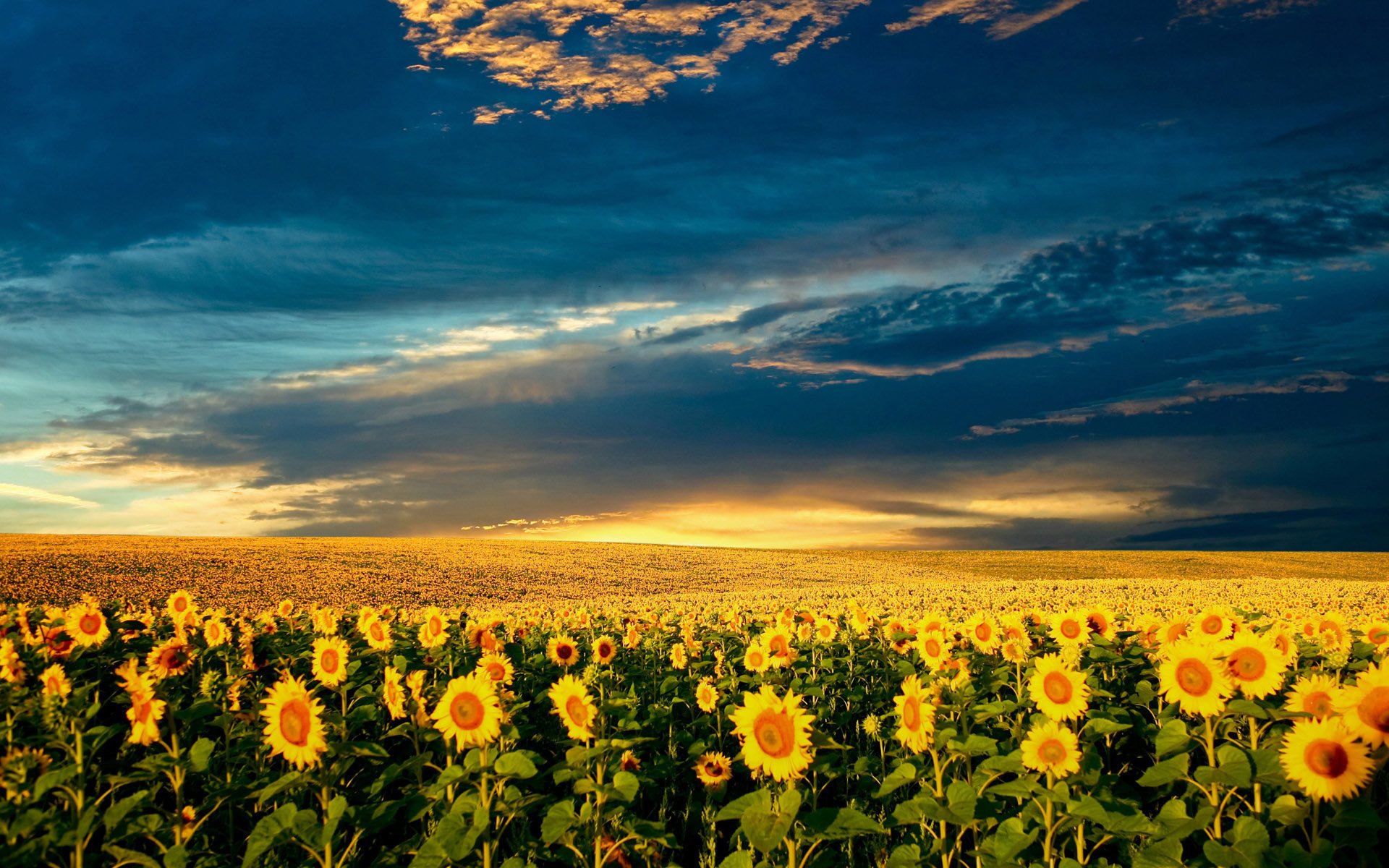 field the sky sunflowers cloud