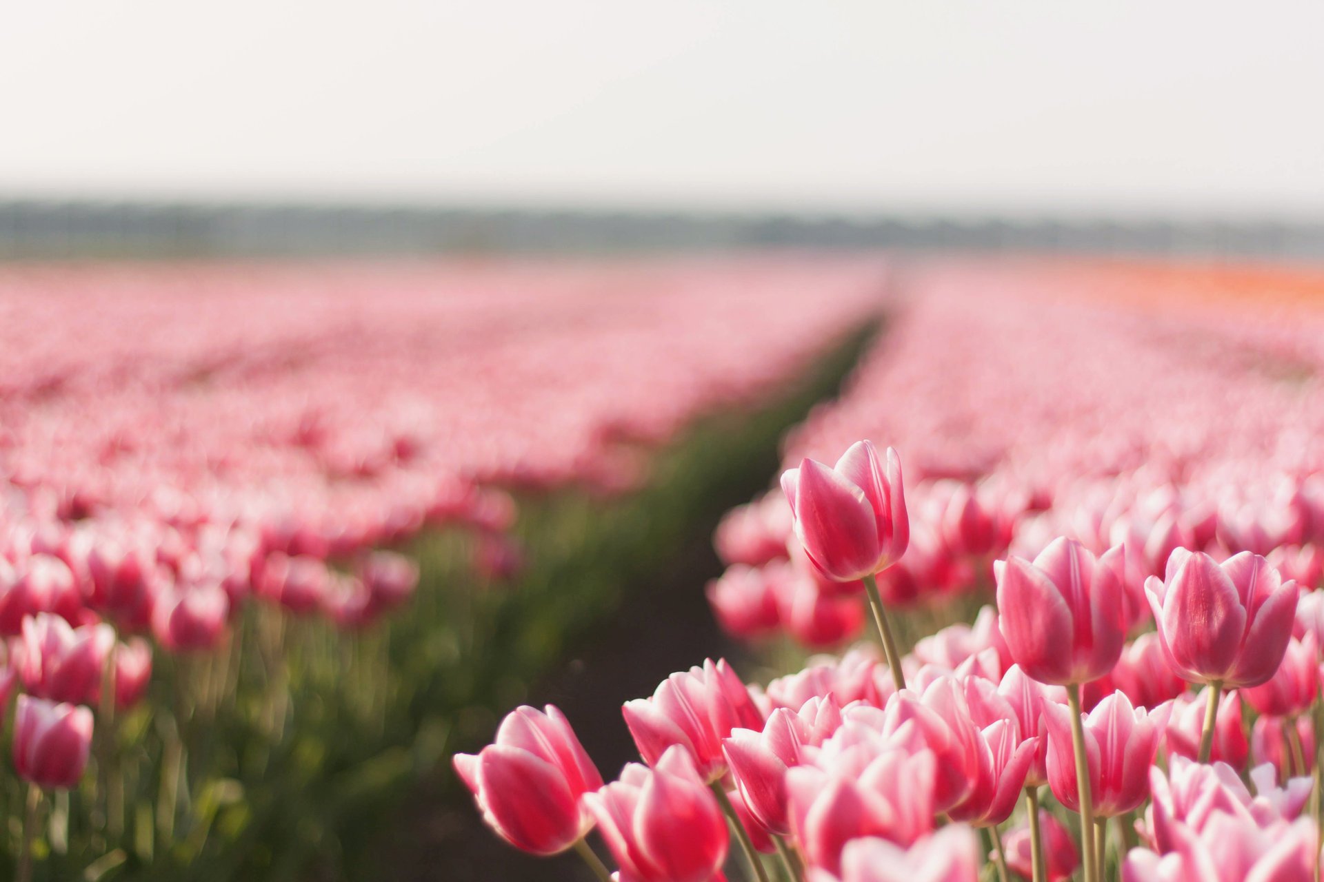 flowers field summer tulips picture nature photo