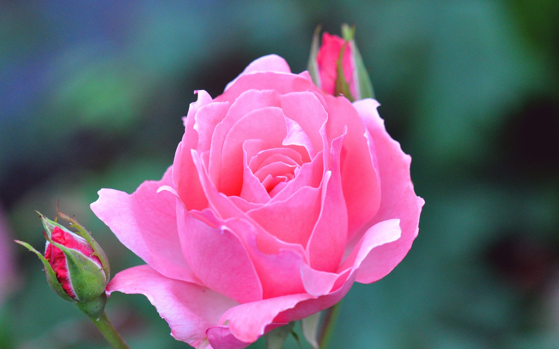 rose flower bud beautiful