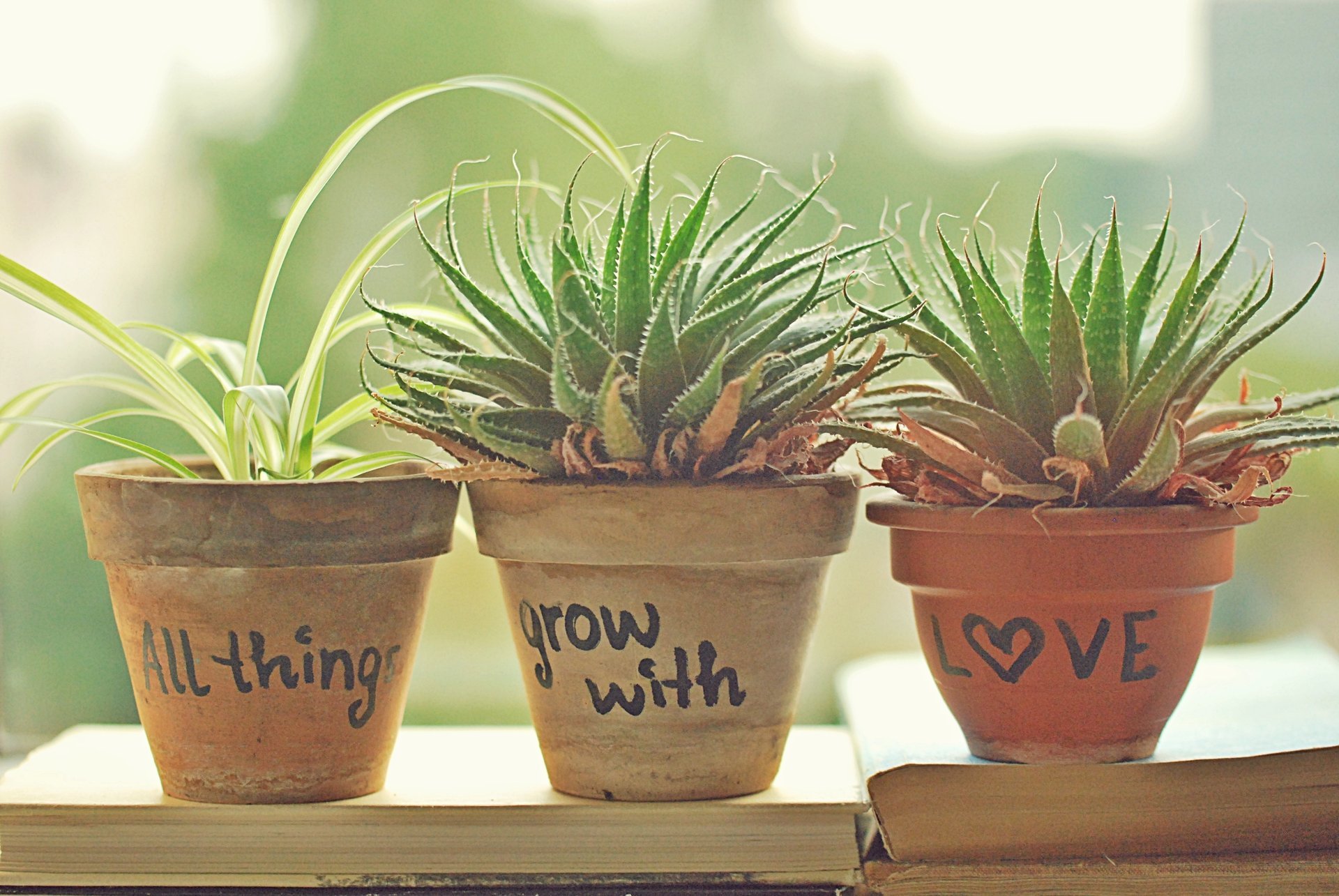 pots leaves greenery plants photos pot