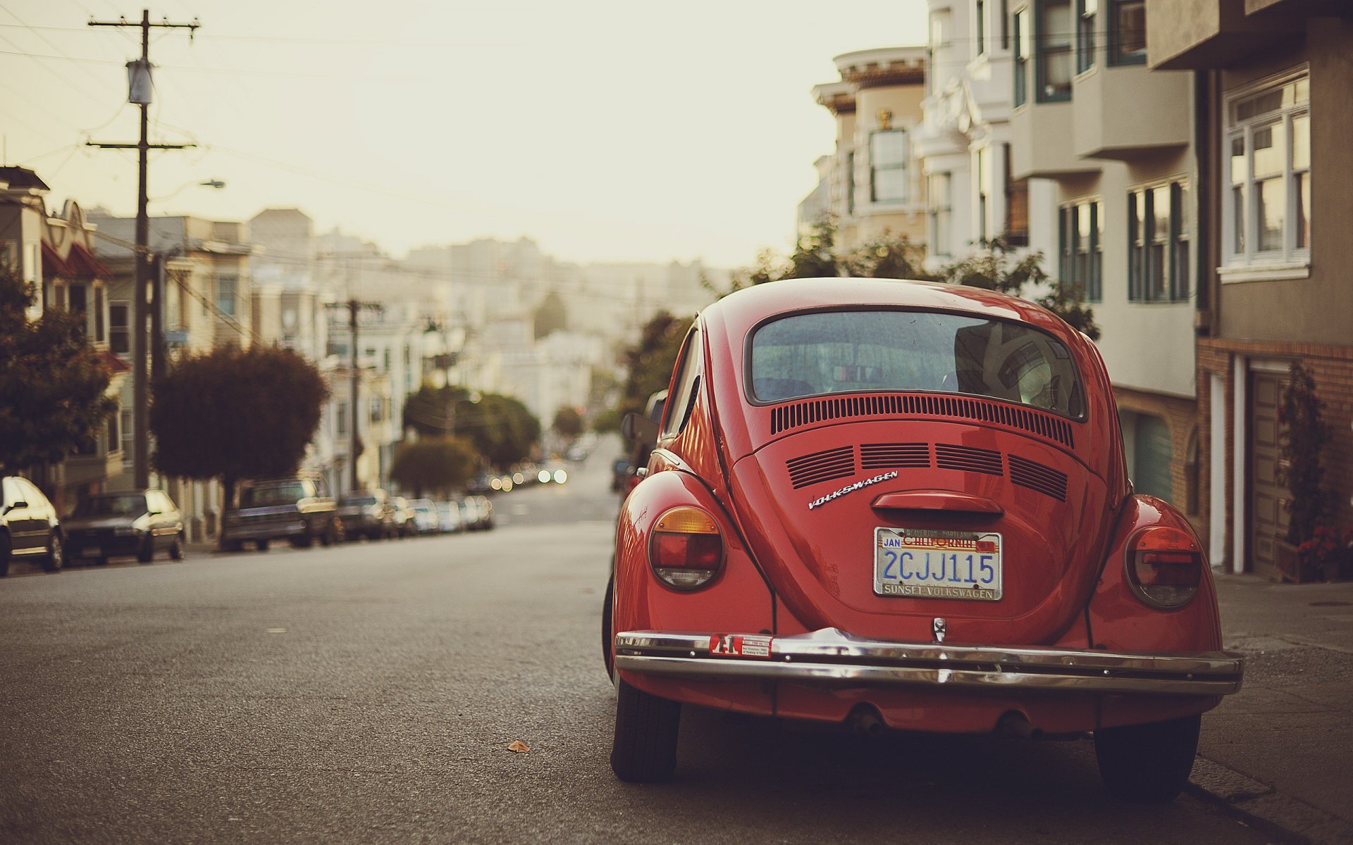 beetle california