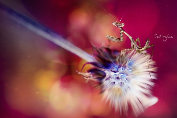 Mantis dancing on a fluffy flower