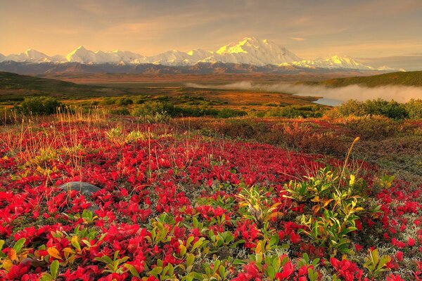Flowers on the background of beautiful mountains