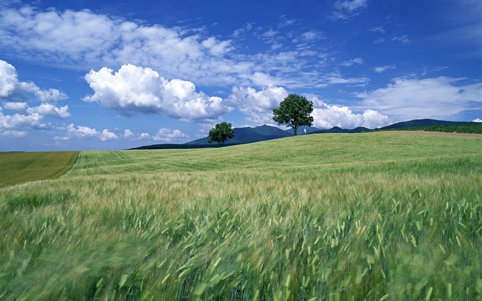 the field tree cloud