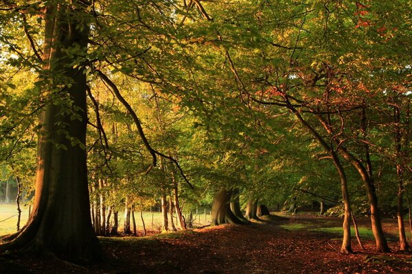 Green trees in the forest