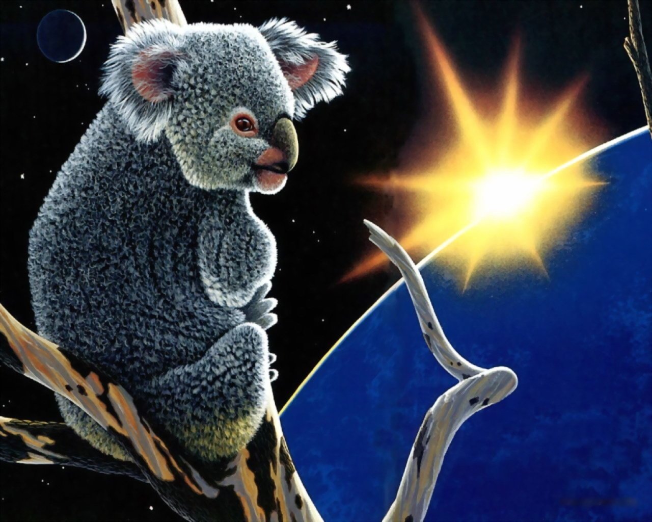 animals koala planet