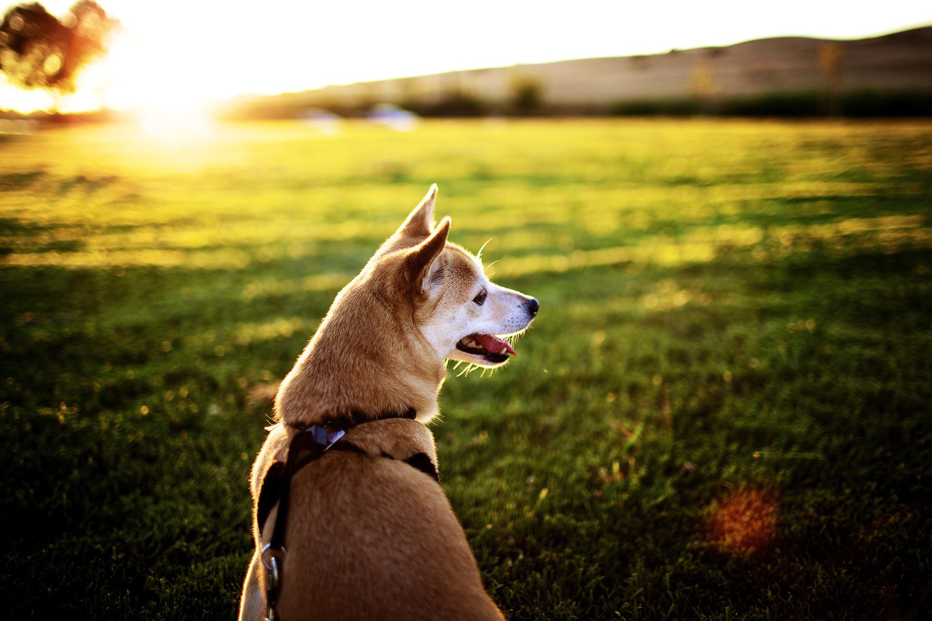 field muzzle language dog the sun sunset ray