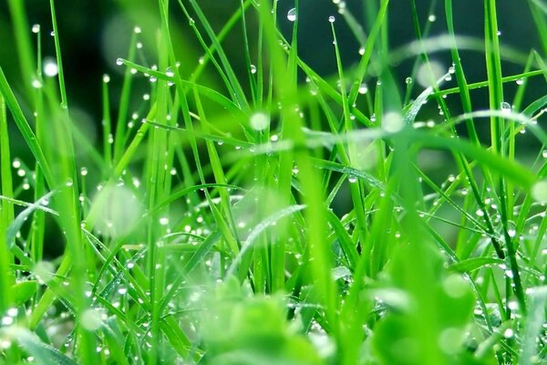 Green grass and morning dew