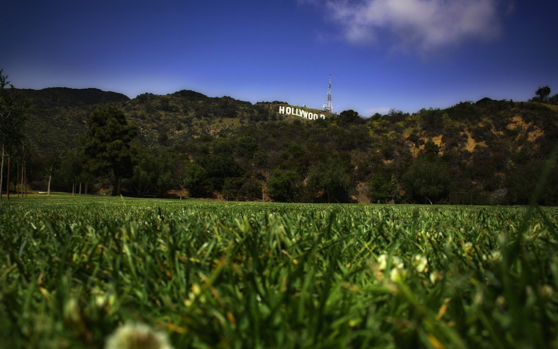 grass turf hollywood