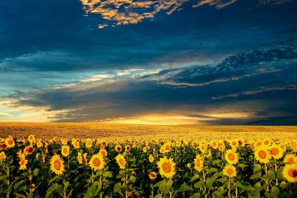 Beautiful sunflowers , beautiful cloud