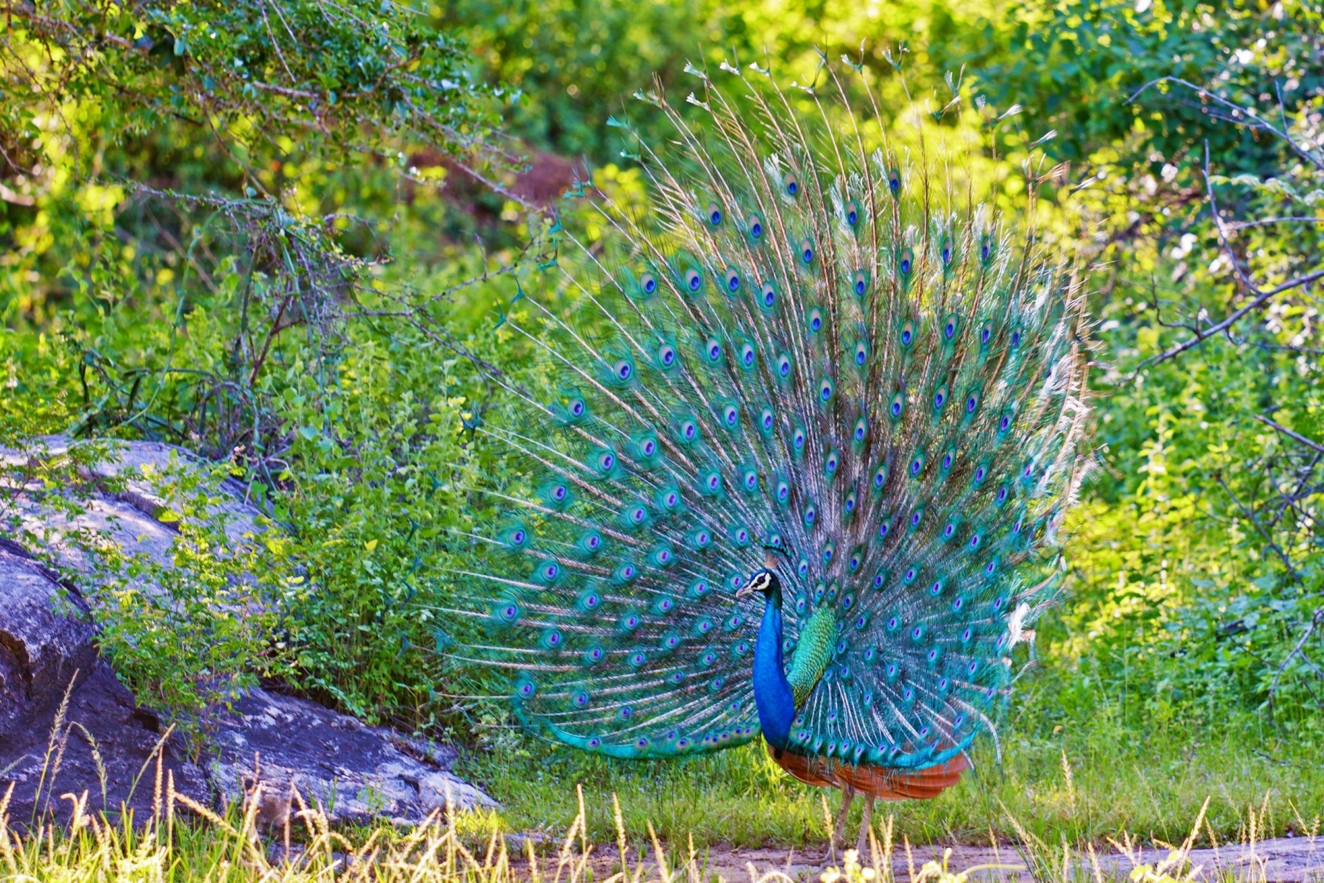 birds feathers peacock tail
