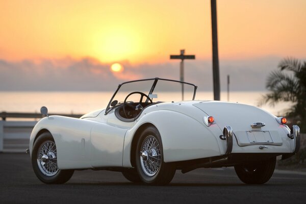 Snow-white jaguar on the background of sunset