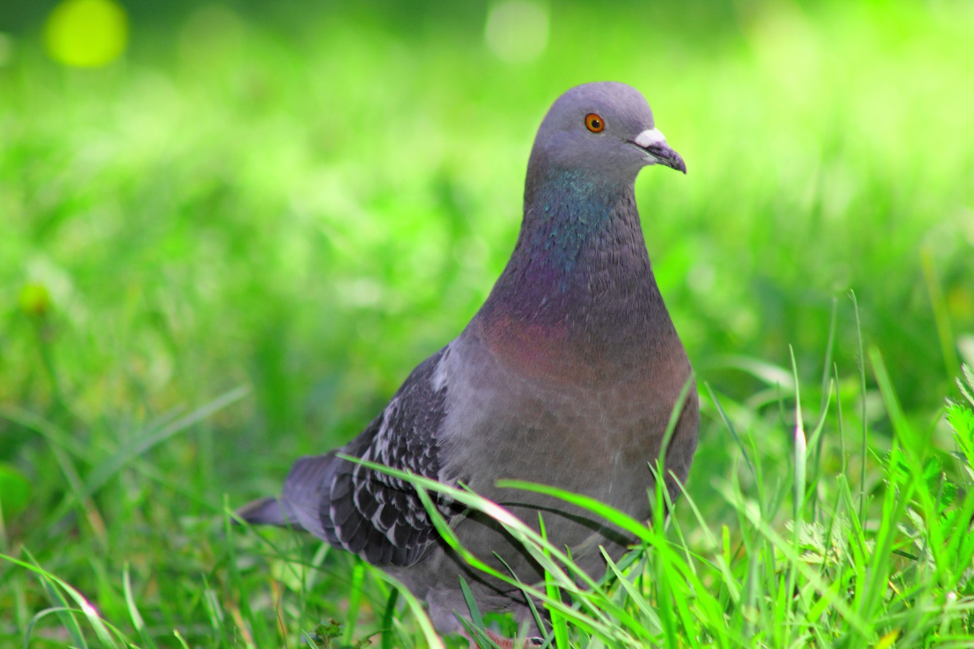 birds blue gra