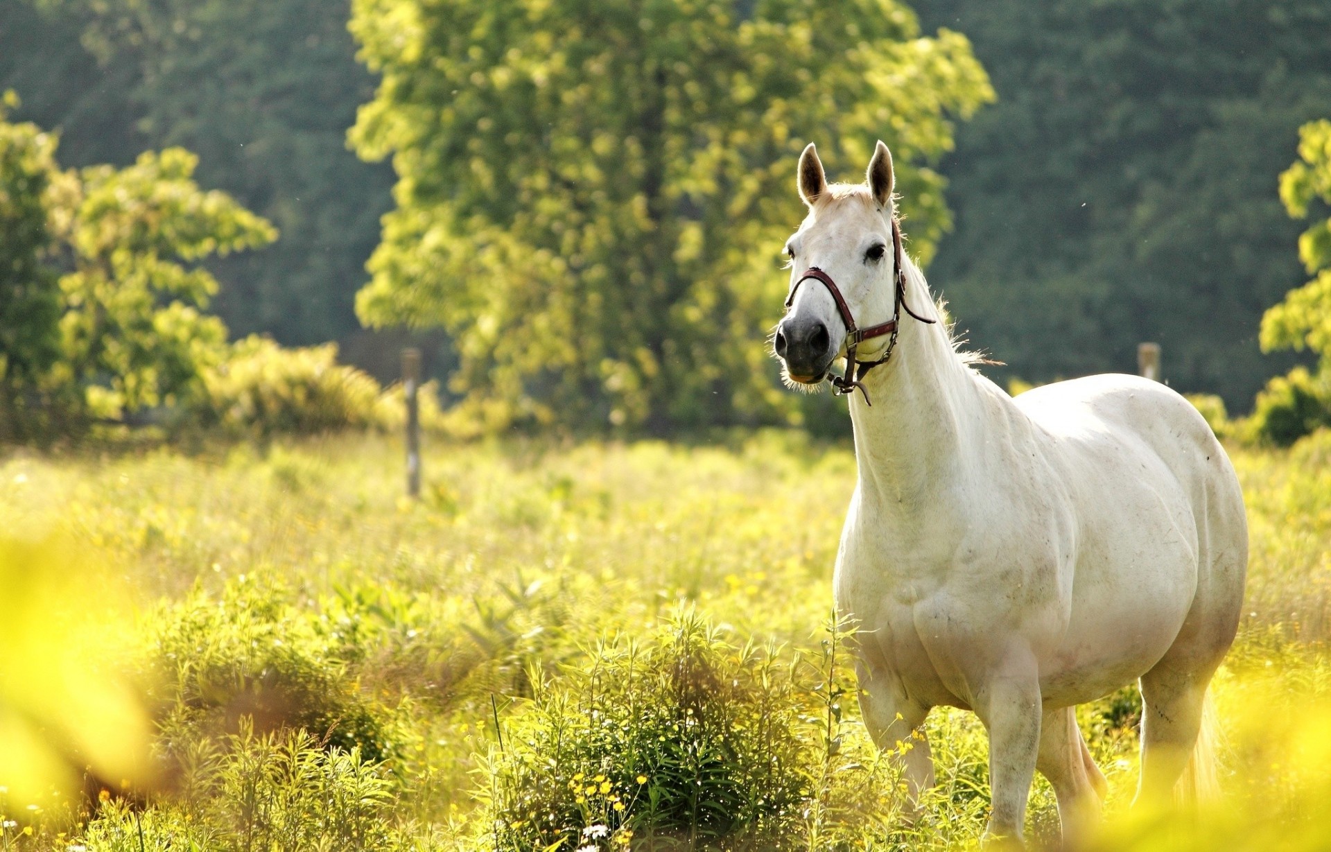 horse meadow