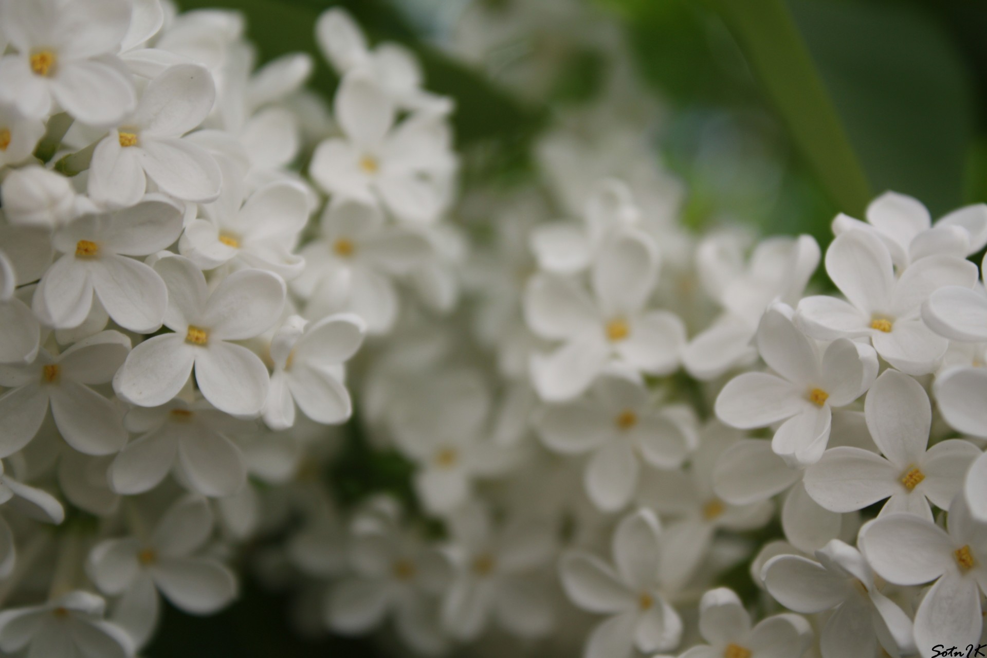 lilac white flowers tree summer