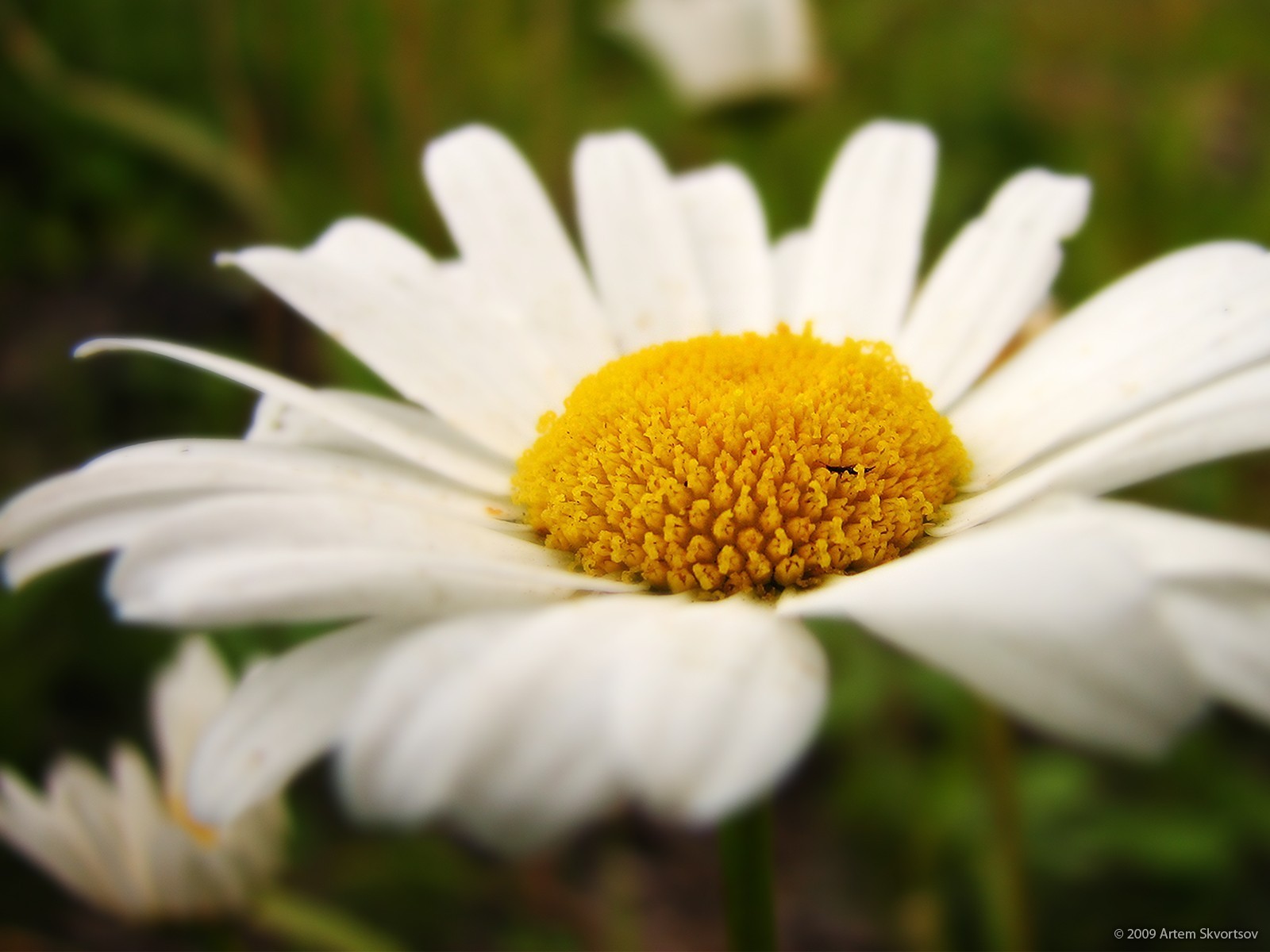 daisy petals close up