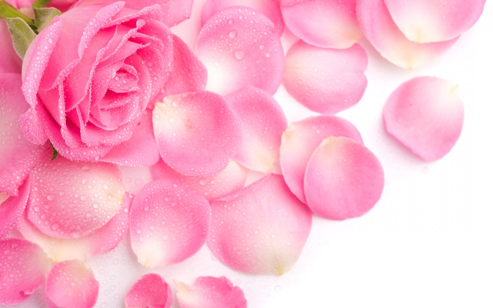 rose petals pink rosa