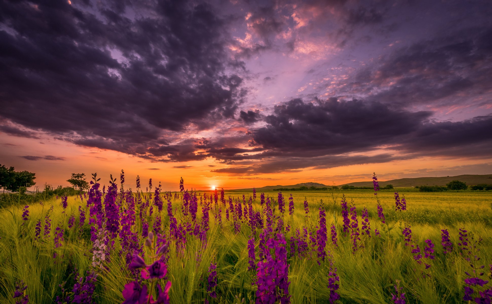 night summer sunset sky sun the field flower