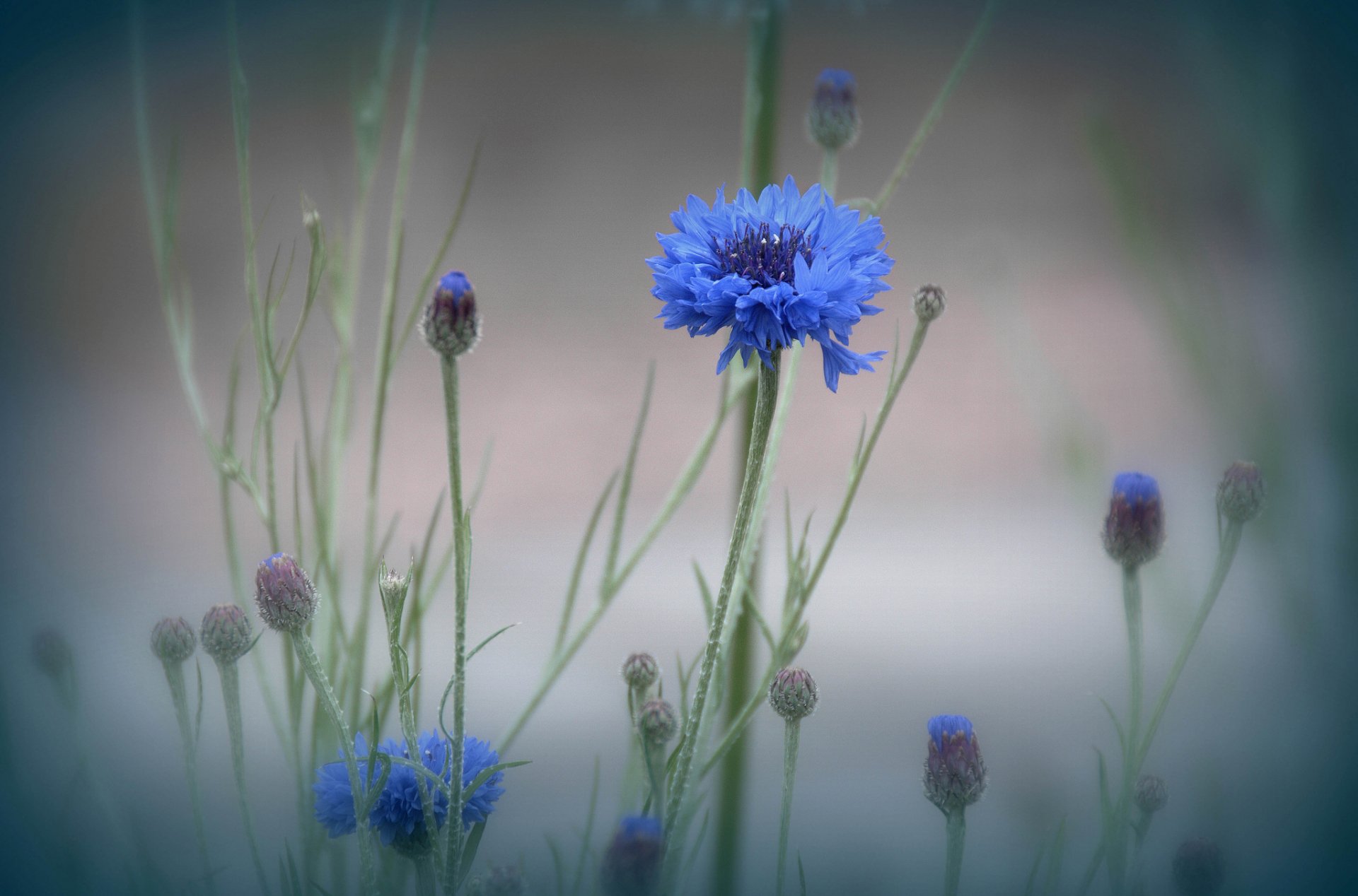 fog meadow flower plant close up