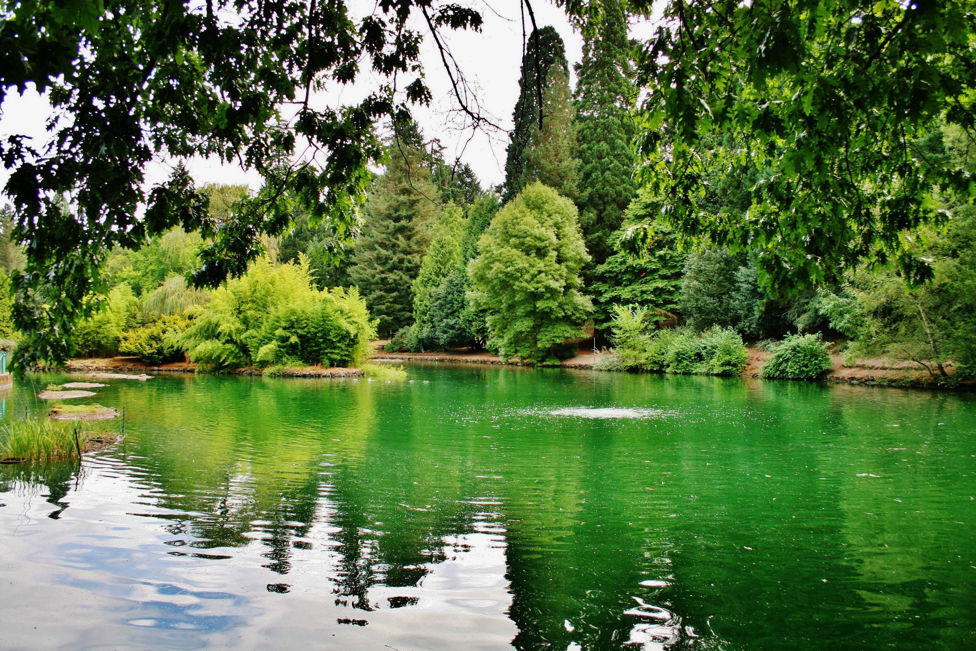 united states laurelhurst park portland oregon lake tree branches green