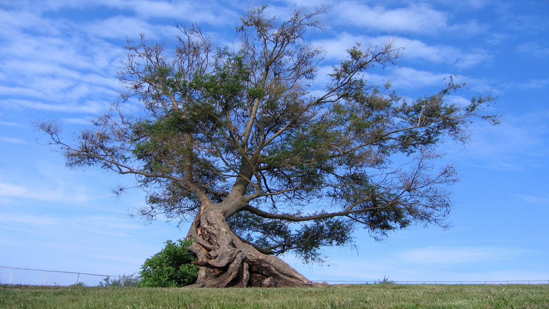 ky tree grass clouds the root