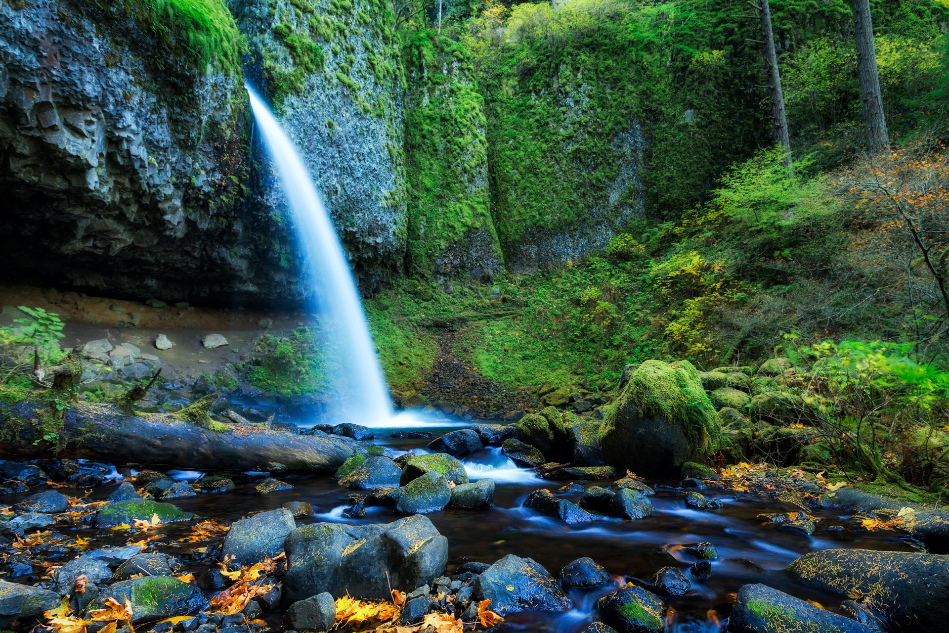 oregon united states forest tree waterfall rock stones leaves feed