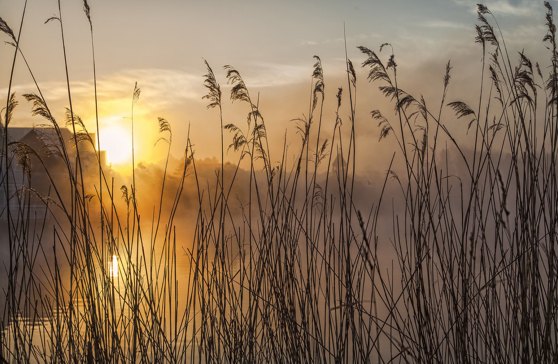 ky clouds sun sunset river plant grass the stem close up