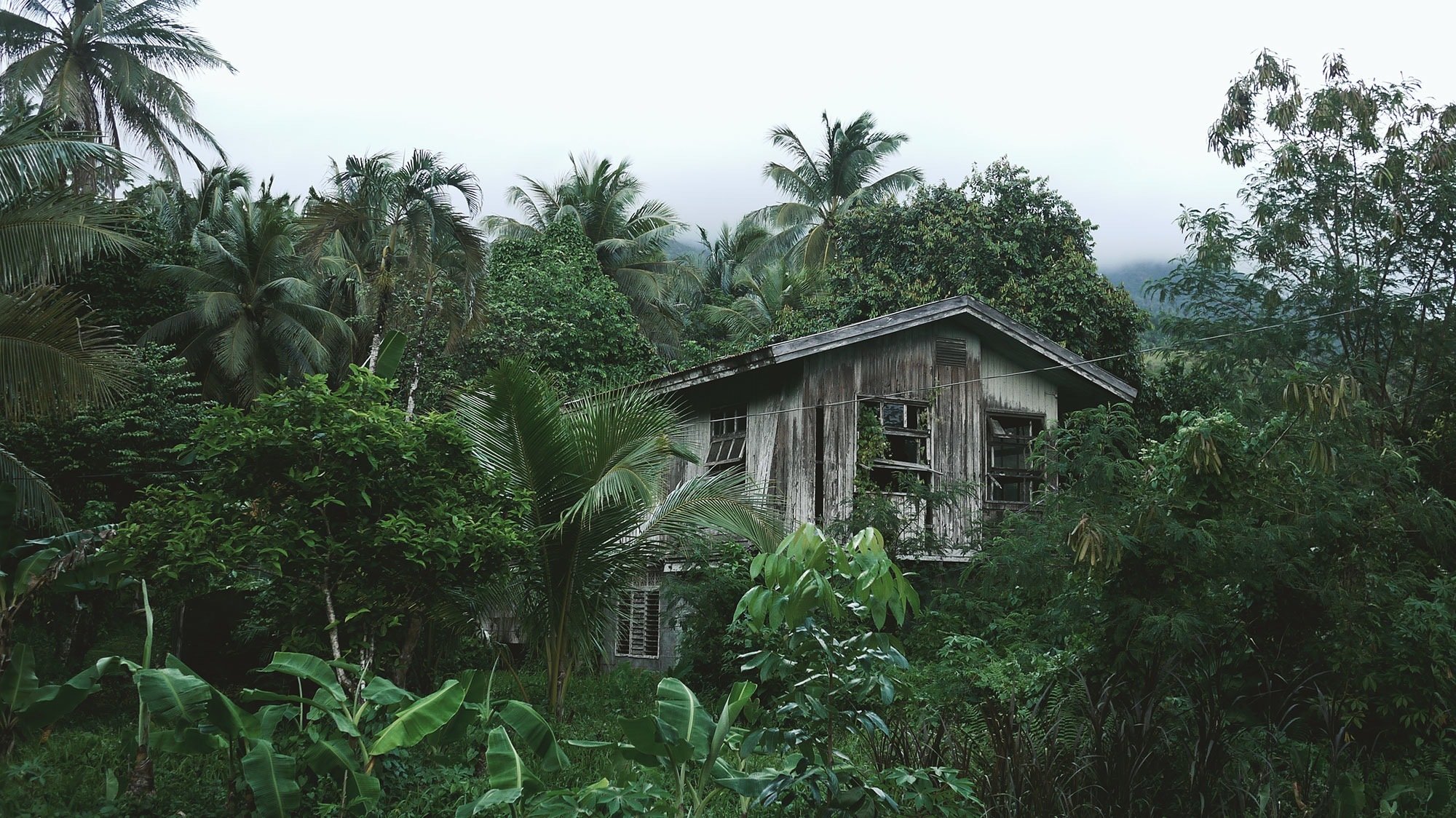 jungle forest tree palm tropics hut house ruin