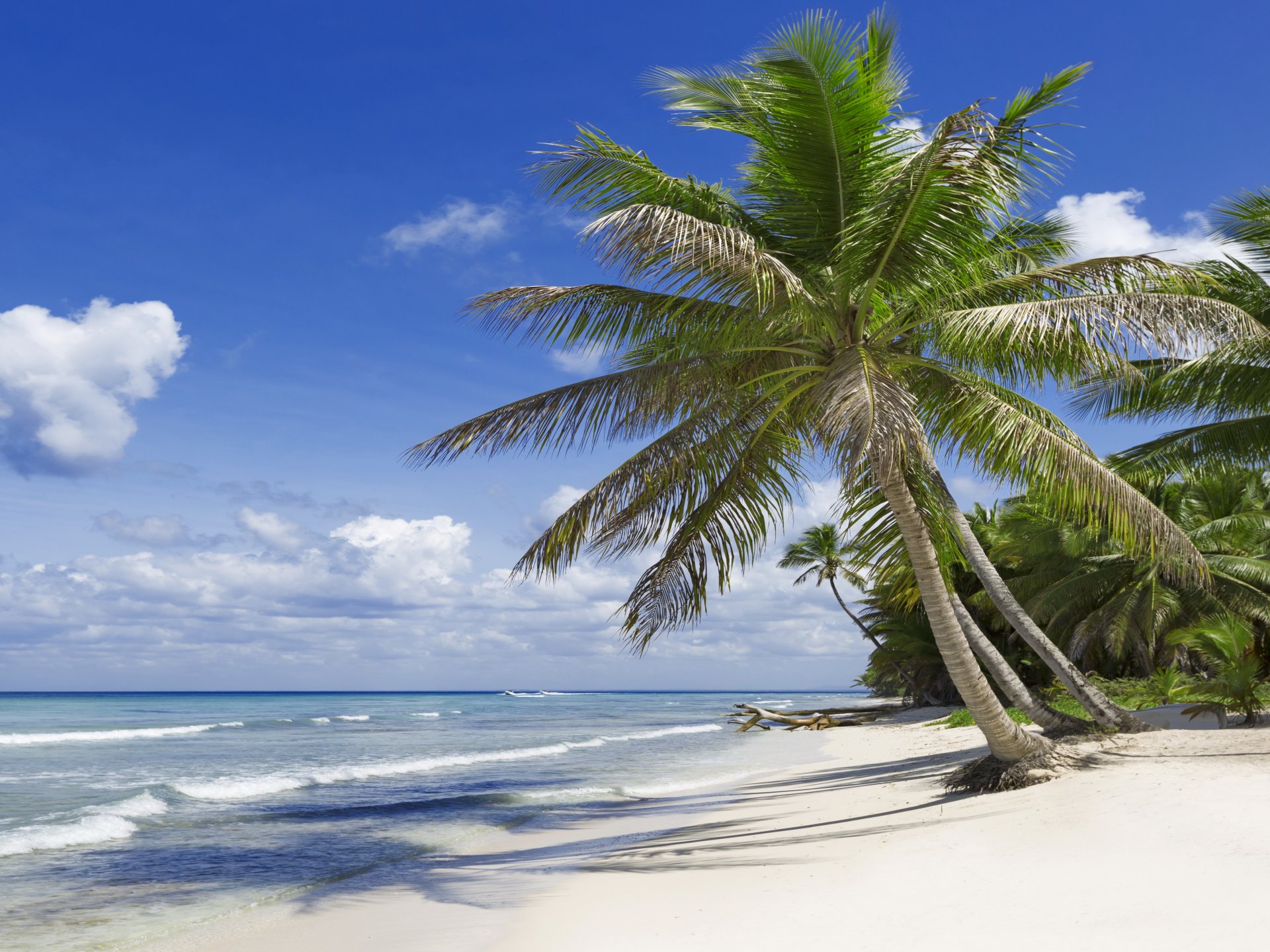 tropical paradise beach palms sea ocean sunshine summer vacation palm tropics sand