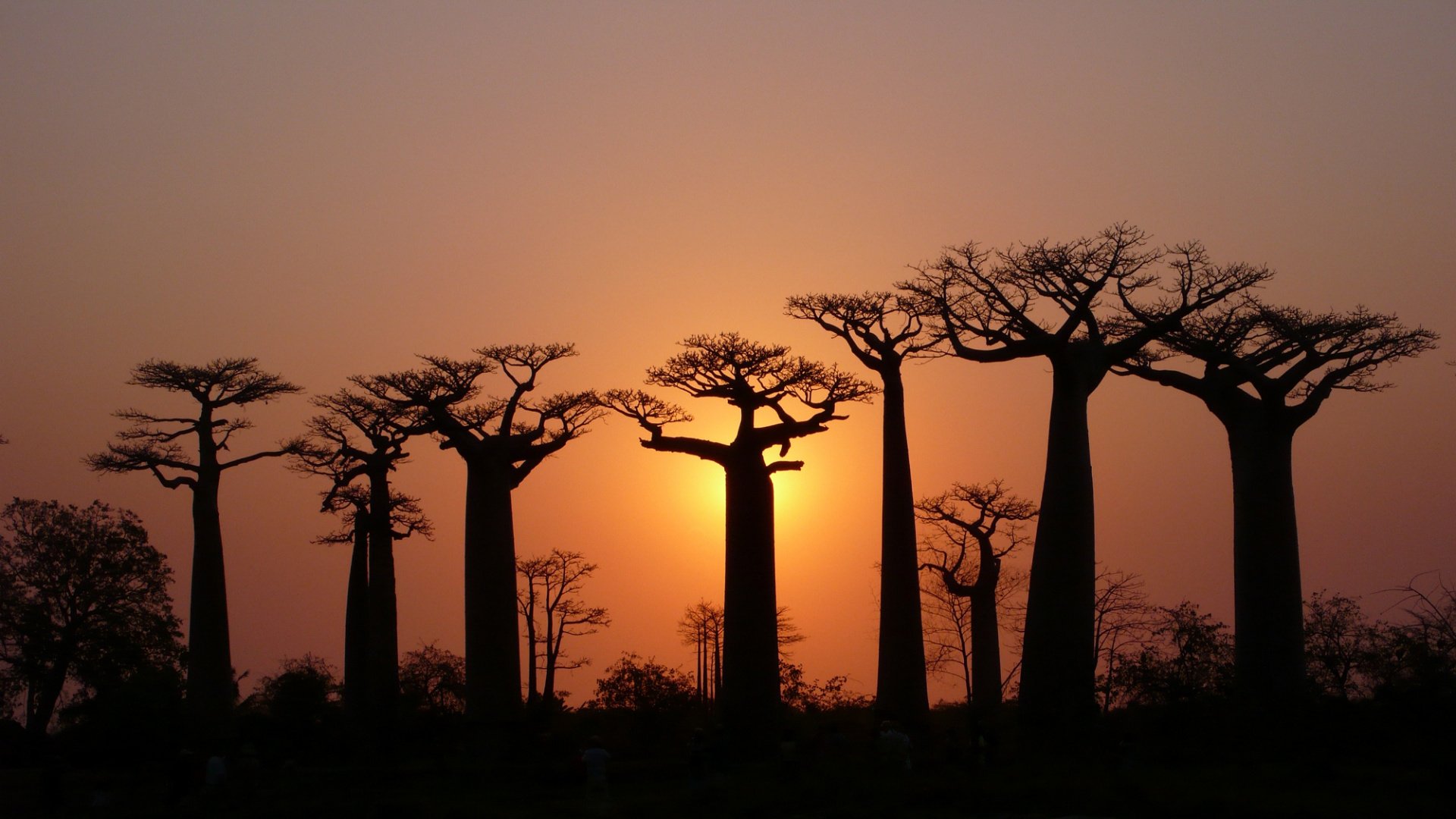 tree baobab crown sky light