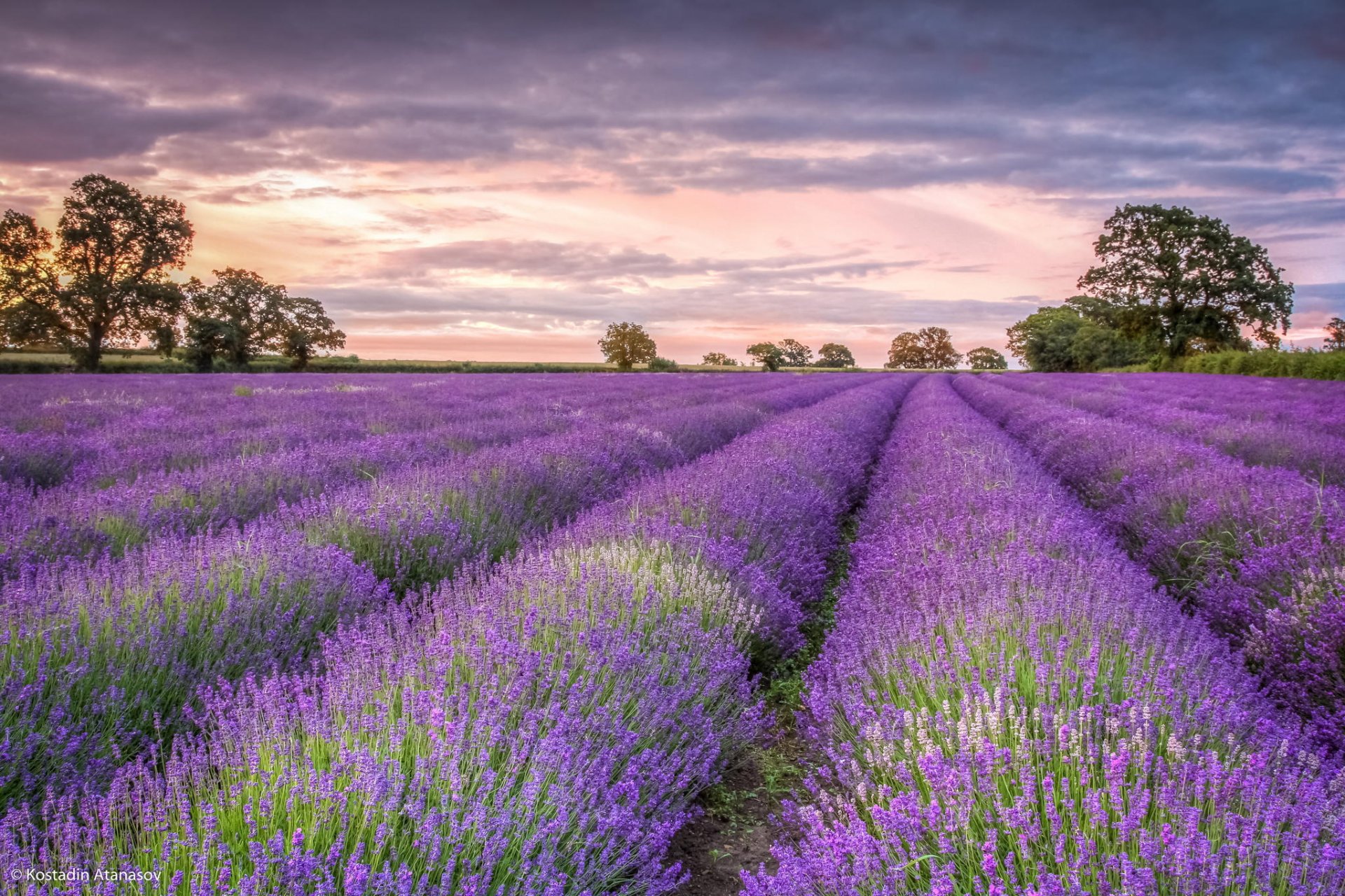flower lavender the field zakad tree