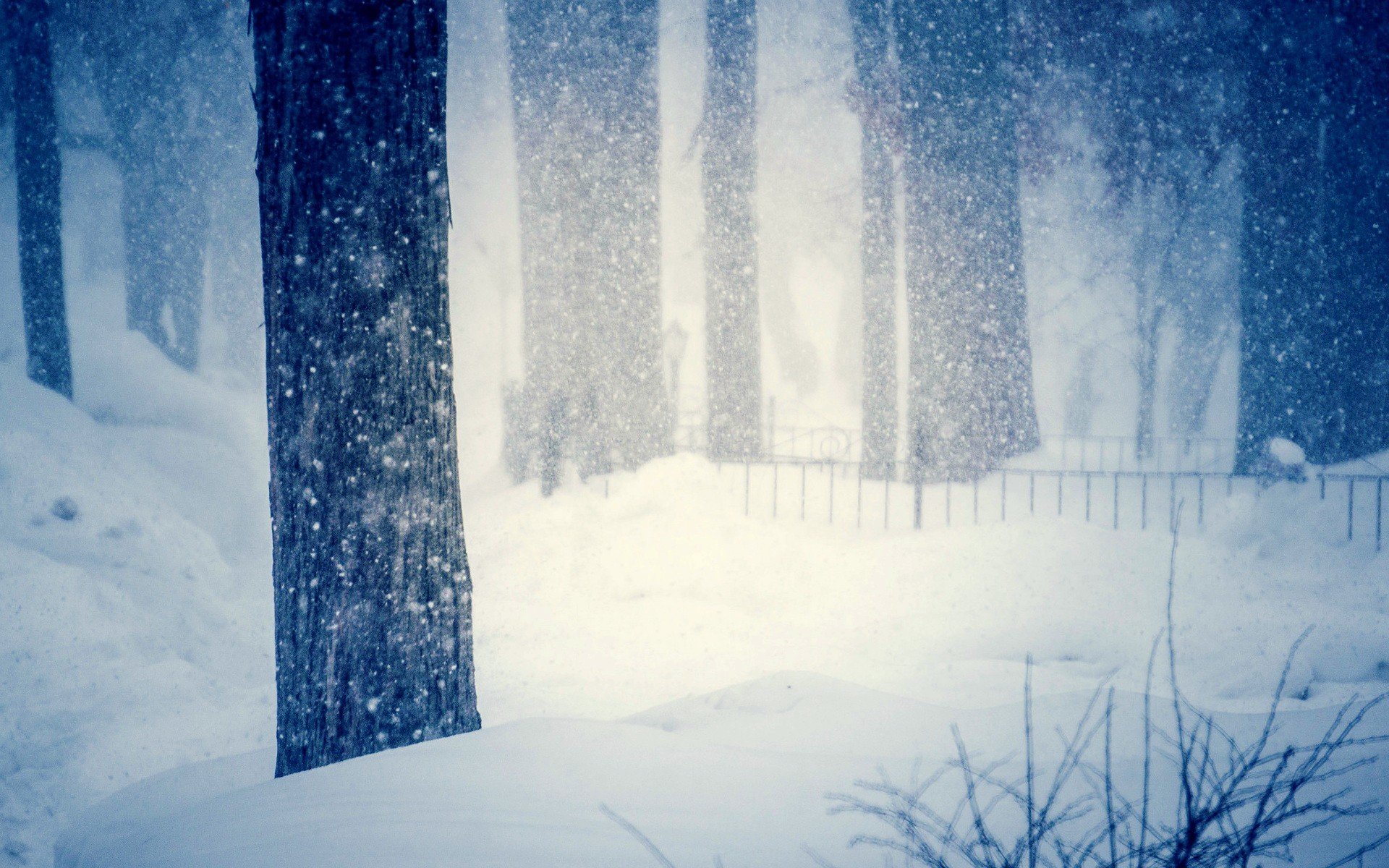 nature tree trees winter snow snowflakes cold blur snowdrifts winter background wallpaper widescreen fullscreen widescreen widescreen