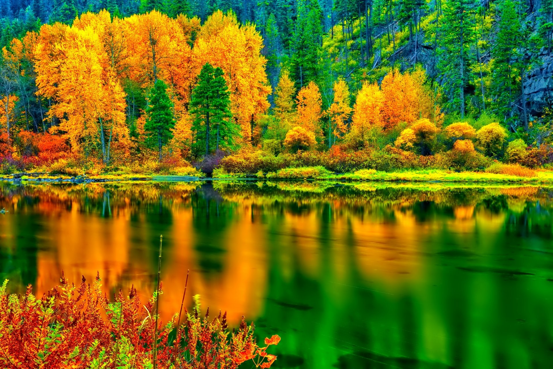 forest slope tree autumn reflection lake