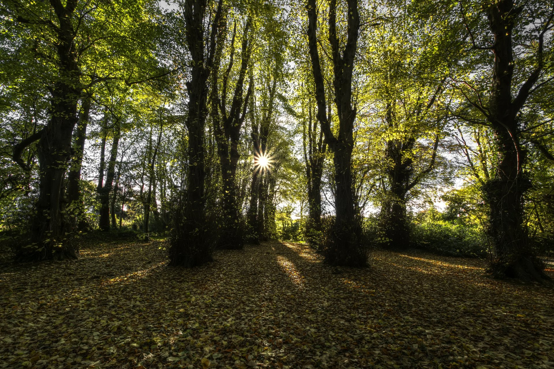 county londonderry northern ireland beech forest sun rays autumn