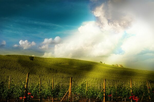 Beautiful sky and a field with flowers