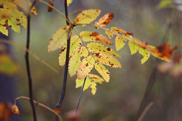 Carved autumn leaf yellow in macro photography