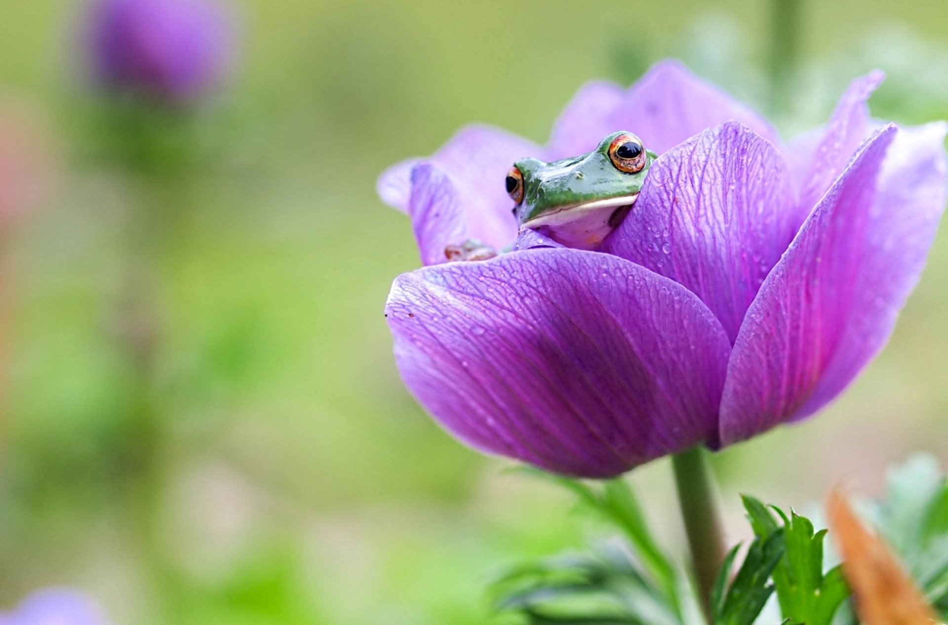 frog flower peep