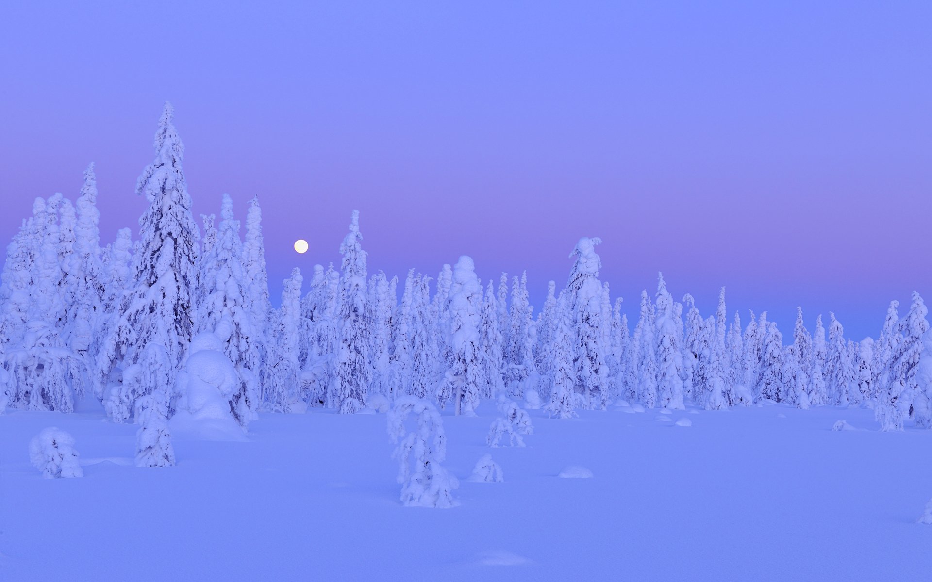 now trees forest winter moon night kuusamo northern ostrobothnia oulu province finland tree