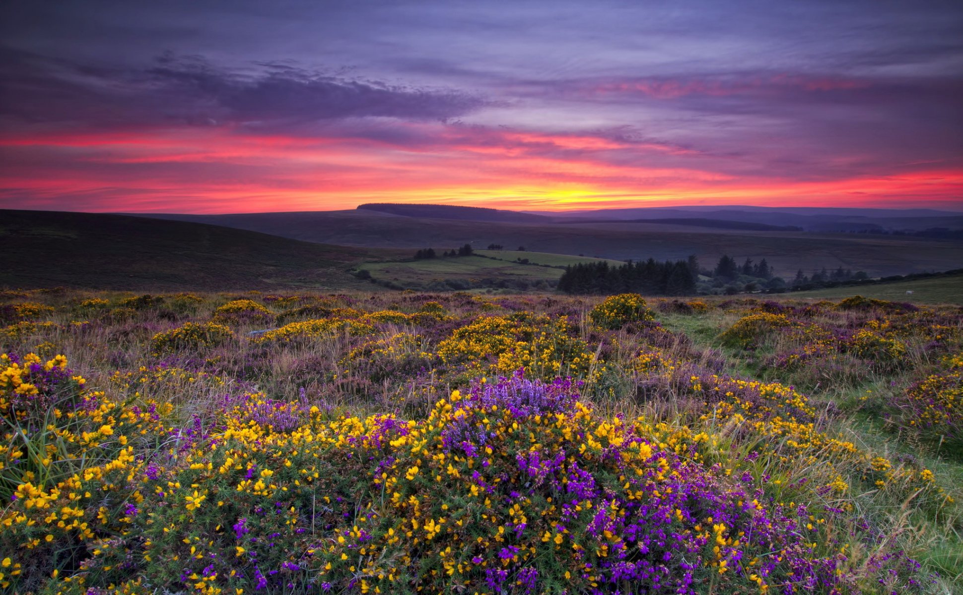 the field flower sunset landscape