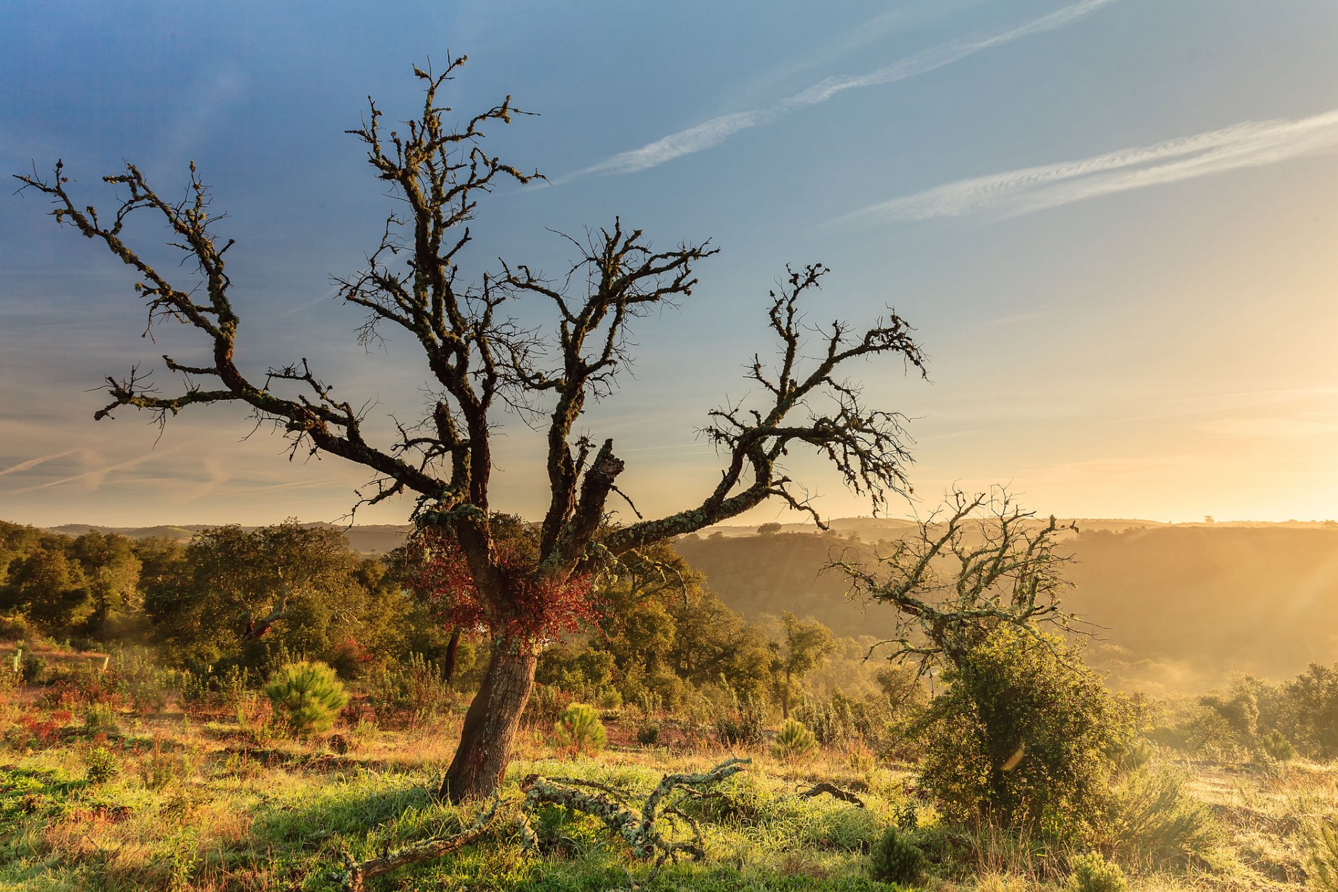 hills bushes trees tree driftwood morning dawn