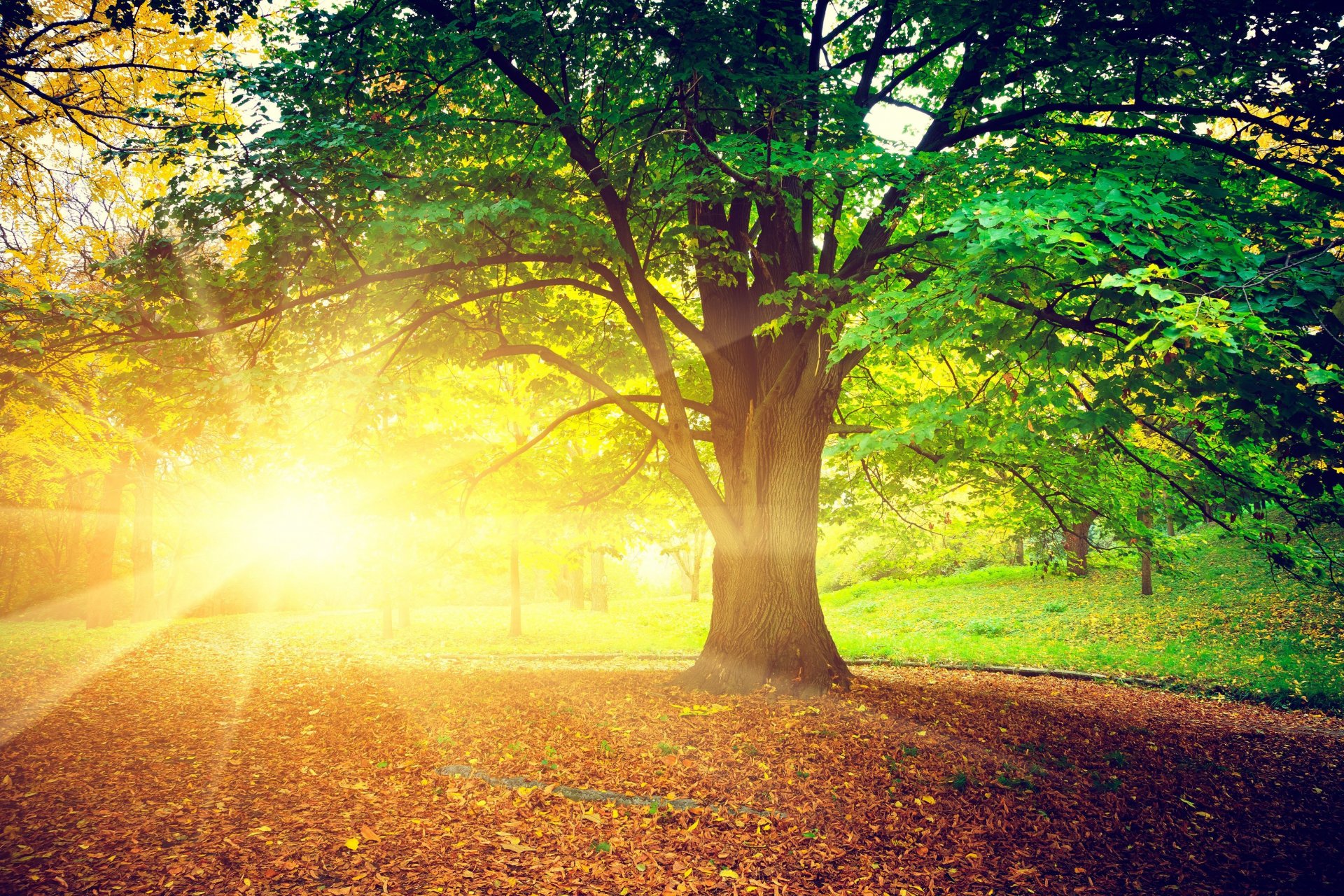 nature tree trees leaves leaves sun rays bright autumn day treem leaves background wallpaper widescreen fullscreen widescreen widescreen