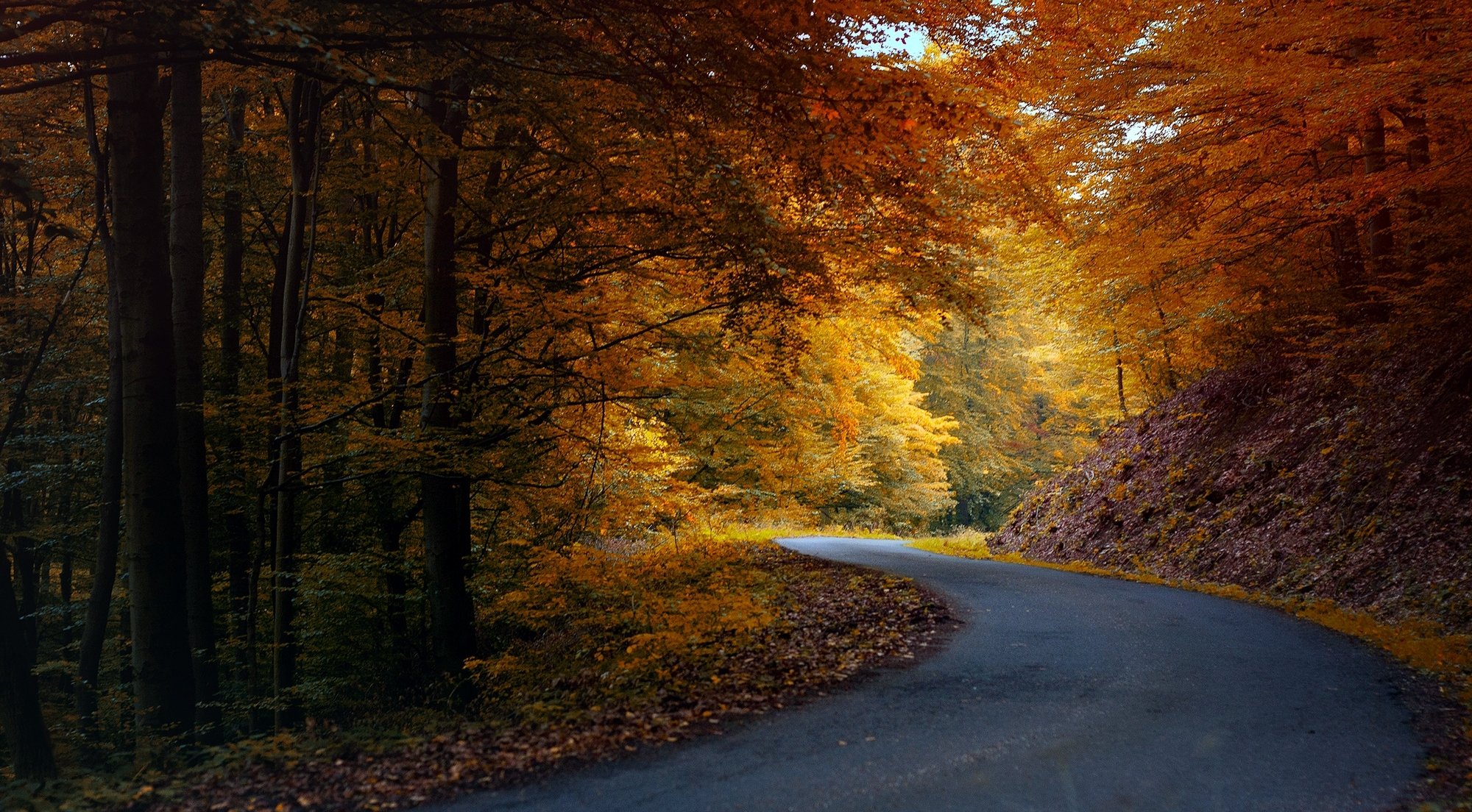 autumn nature road asphalt forest tree leaves orange yellow