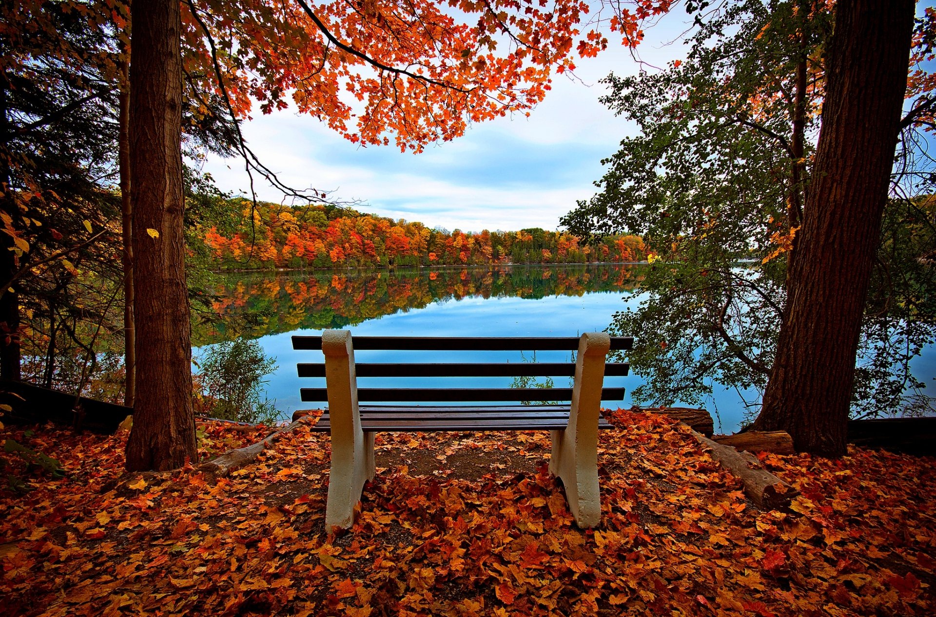 leaves trees forest autumn walk hdr nature river water reflection sky bench view tree view