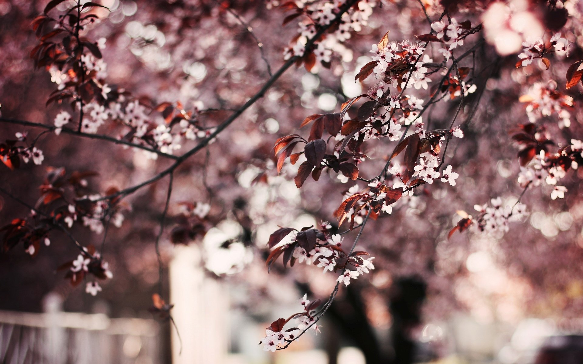 flowers tree trees flowers leaves leaves background wallpaper widescreen fullscreen widescreen