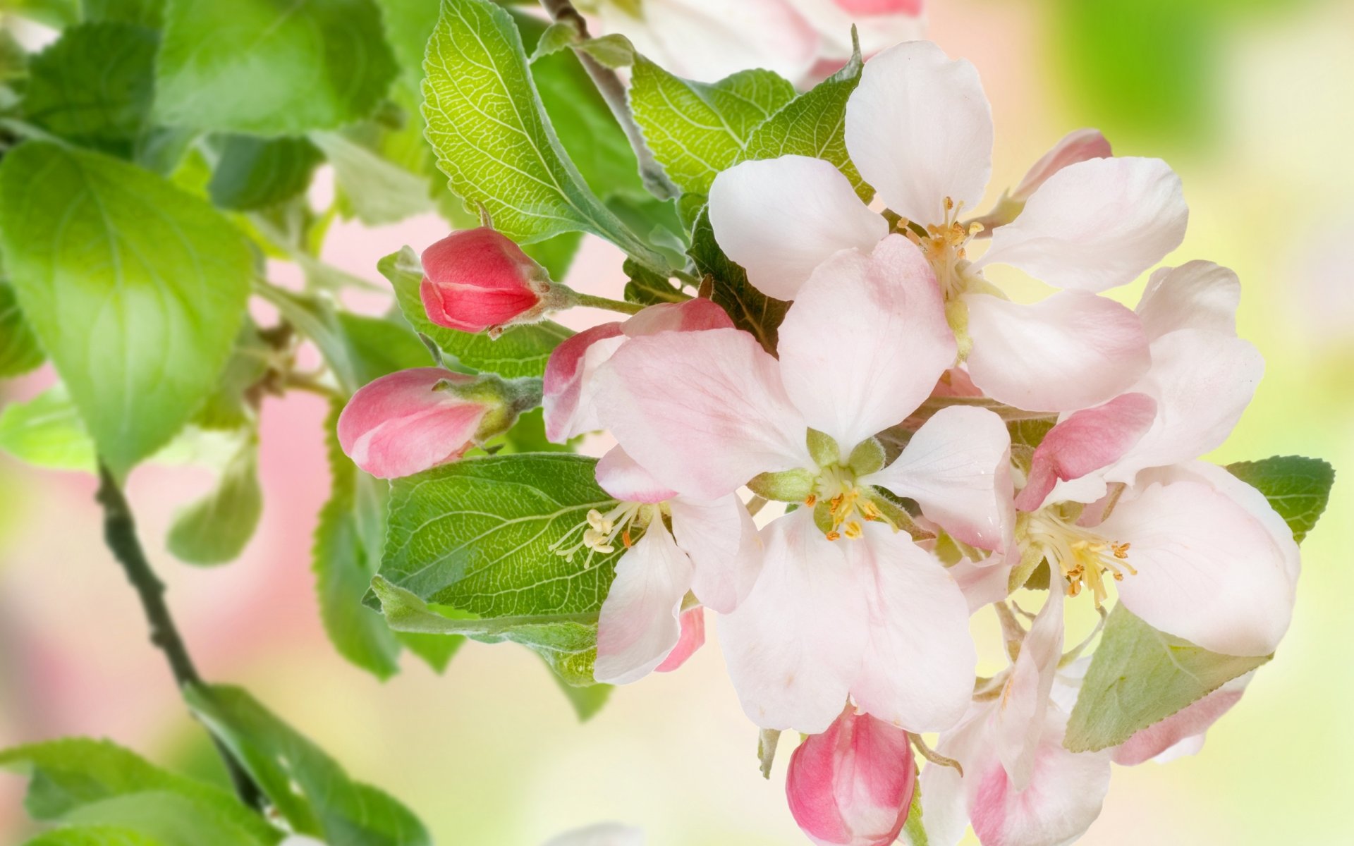 pring flowers apple tree blossoms tender white pink petals leaves beauty bloom apple flower sweet bud