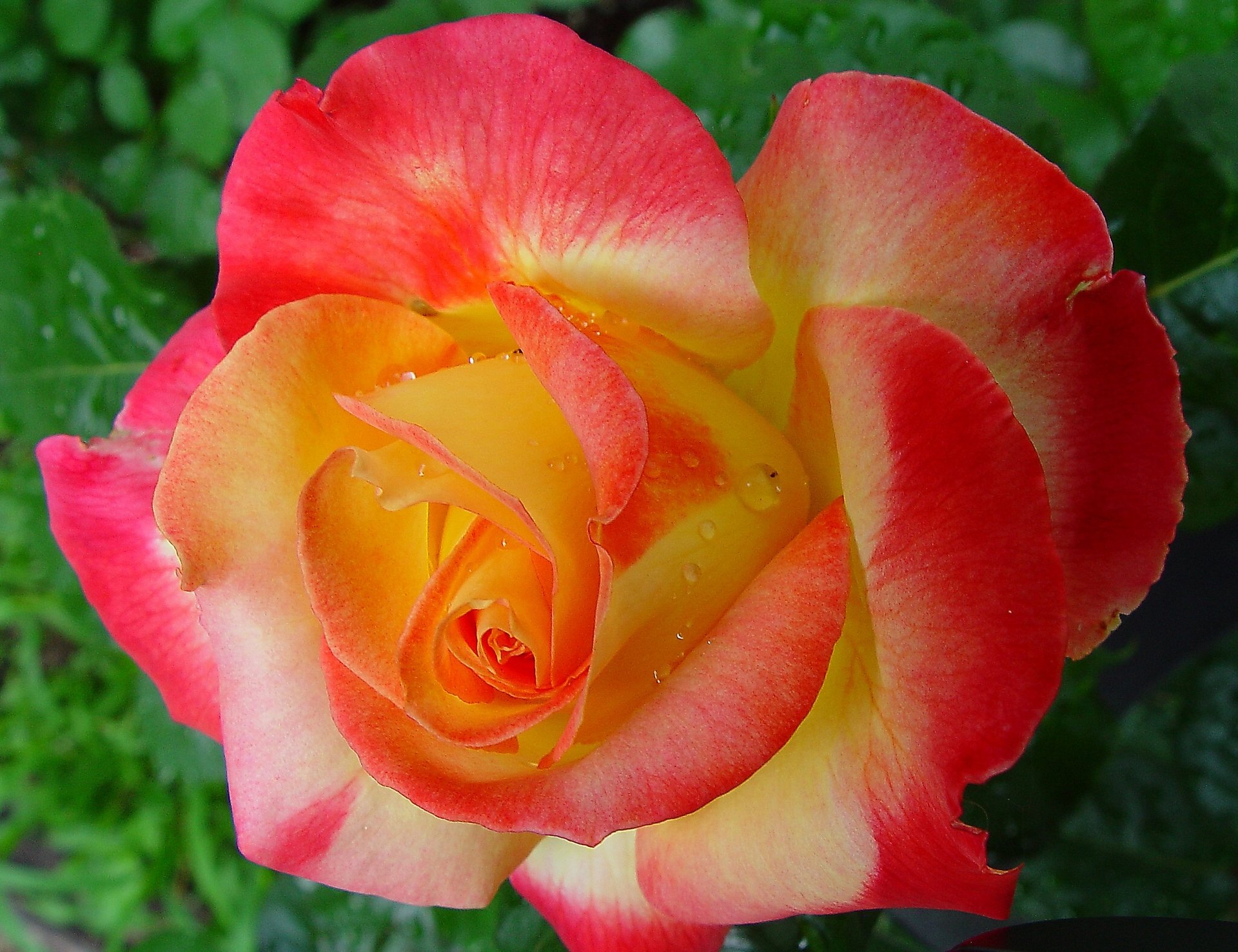 rose bud petals close up drop