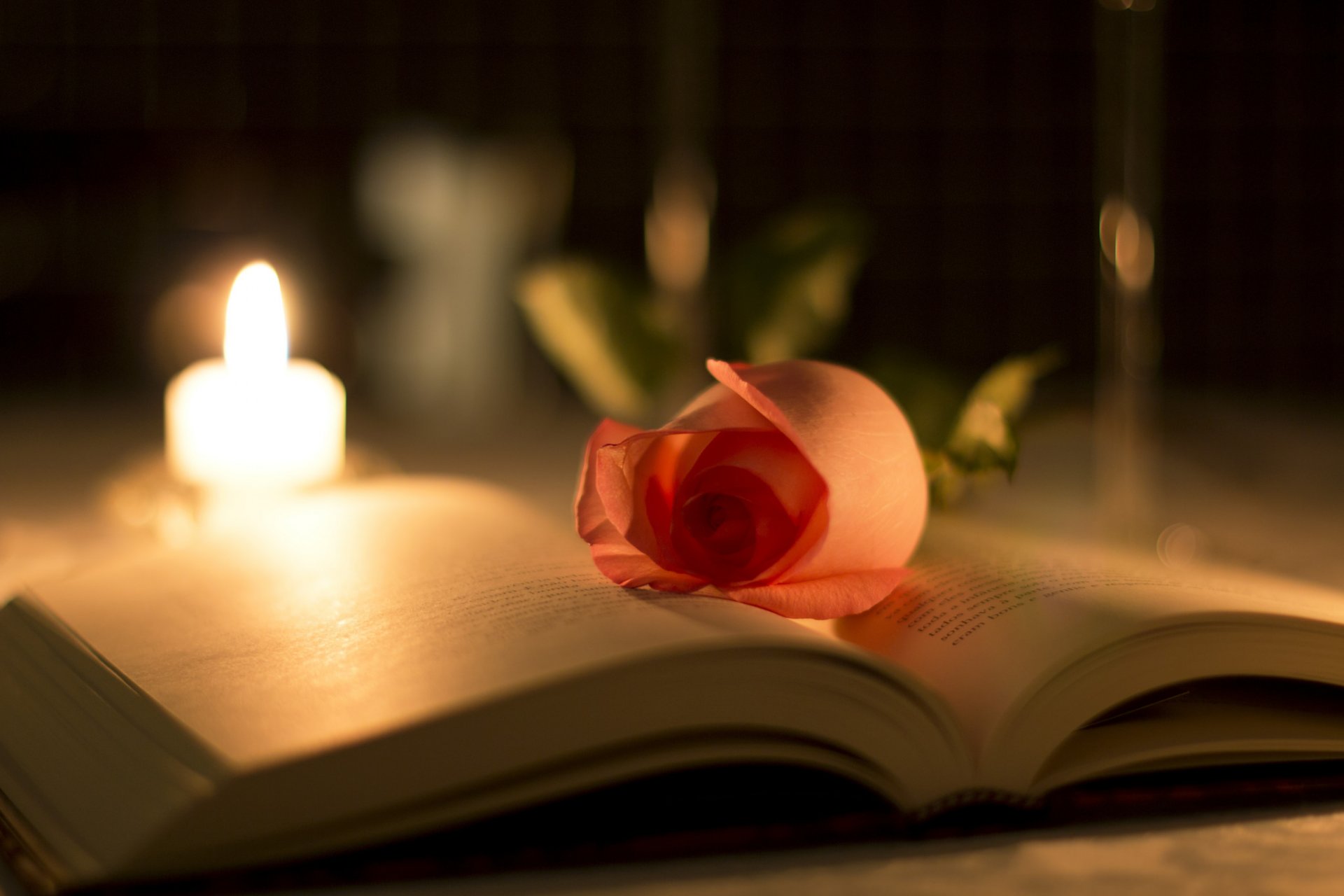 rose flower petals close up book candle light reflections blur