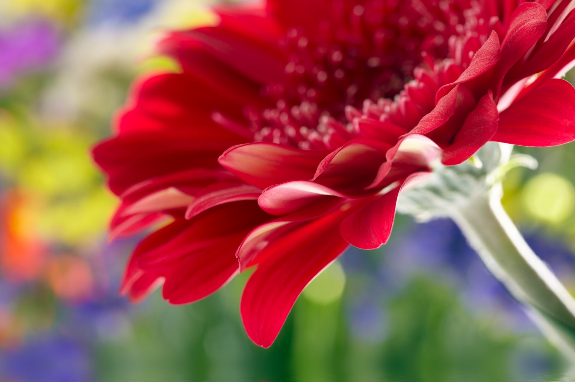 beautiful red gerbera chamomile close rose flower beautiful red gerbera chamomile macro rose